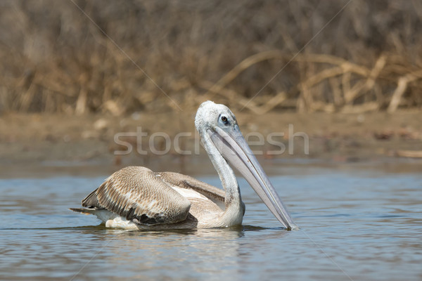 Pink-backed Pelican serenely floating by Stock photo © davemontreuil