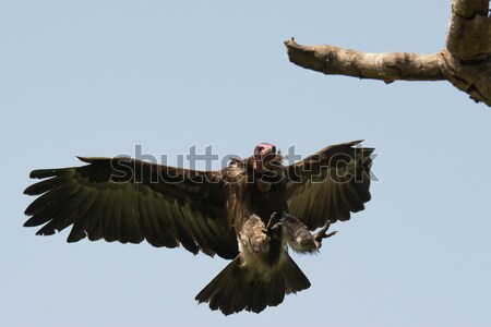 Hooded Vulture with wings spread Stock photo © davemontreuil