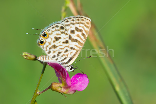 Common Zebra Blue butterfly on a pink flower Stock photo © davemontreuil