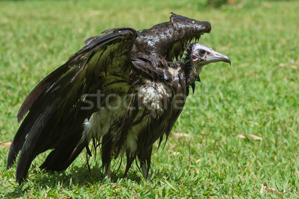An extremely wet Hooded Vulture drying in the sun Stock photo © davemontreuil
