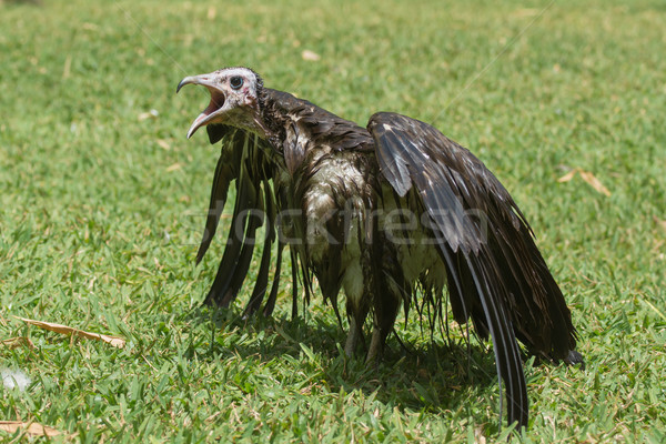 An extremely wet Hooded Vulture with its mouth wide open Stock photo © davemontreuil