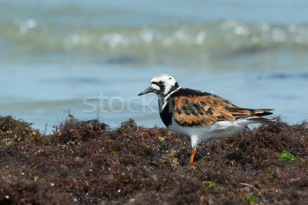 A Ruddy Turnstone (Arenaria interpres) on seaweed on the shore Stock photo © davemontreuil