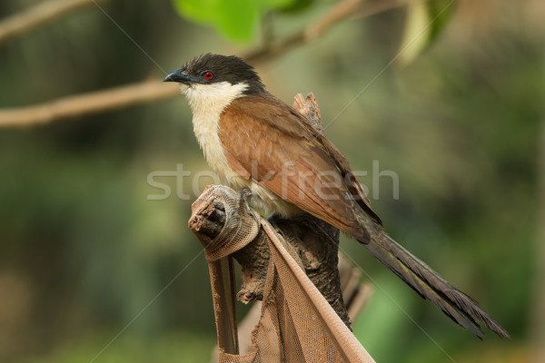 Senegal odihna ochi natură pasăre profil Imagine de stoc © davemontreuil