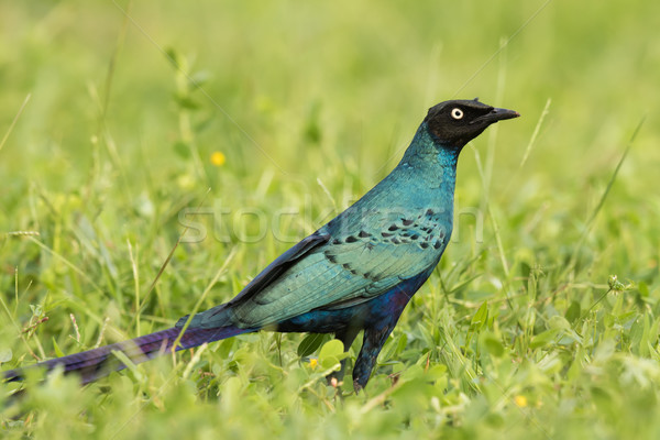 A Long-Tailed Starling (Lamprotornis chalcurus) standing in gras Stock photo © davemontreuil