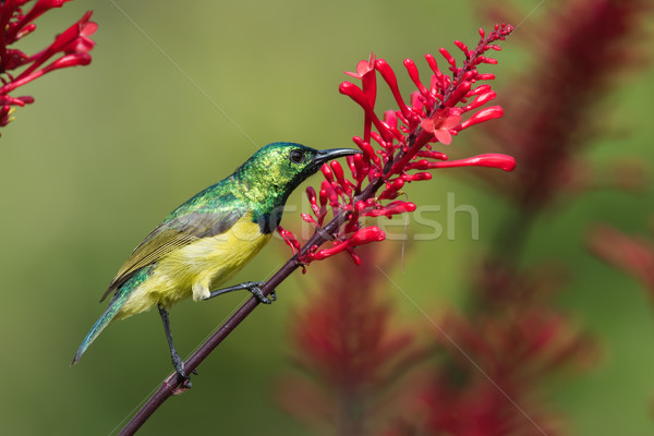 Néctar feminino flor pássaro África Foto stock © davemontreuil