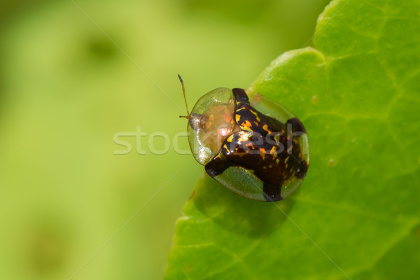 Goud schildpad kever afrika mooie bug Stockfoto © davemontreuil