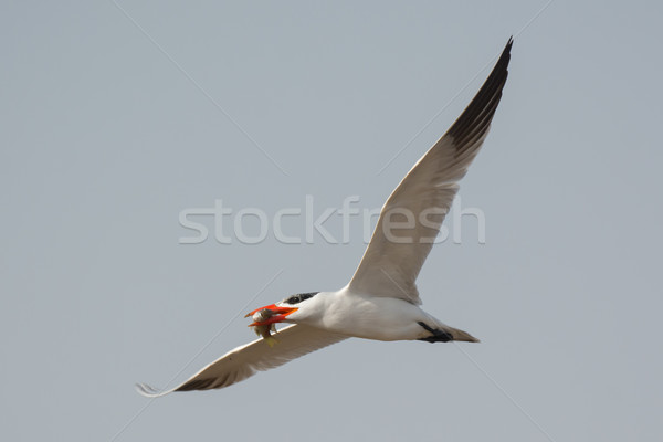 Caspian Tern in flight with fish Stock photo © davemontreuil