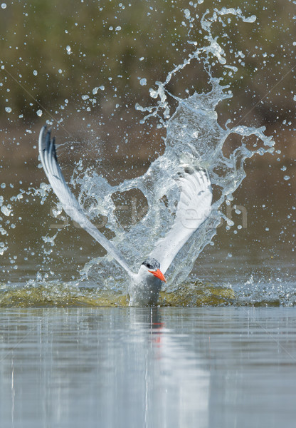 Caspian Tern resurfacing after impressive impact Stock photo © davemontreuil