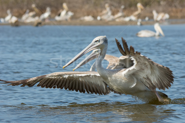 Pink-backed Pelican rushing forwards to dive for fish Stock photo © davemontreuil