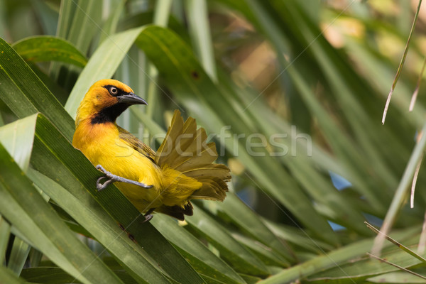 Spectacled Weaver (Ploceus ocularis) looking up from preening Stock photo © davemontreuil