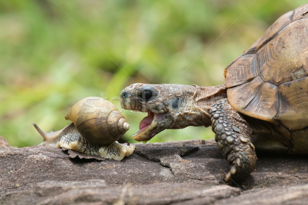 A Hinge tortoise form Malawi attacking a Giant African Land Snai Stock photo © davemontreuil
