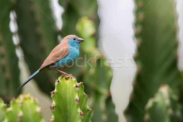 Stock photo: Blue waxbill (Uraeginthus angolensis) perched on a cactus