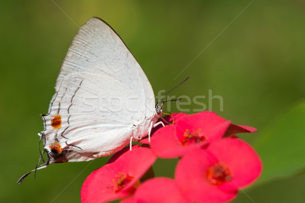 Niebieski sawanna szafir Motyl pitnej nektar Zdjęcia stock © davemontreuil