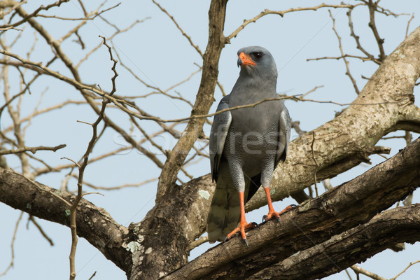 Dark Chanting Goshawk Stock photo © davemontreuil