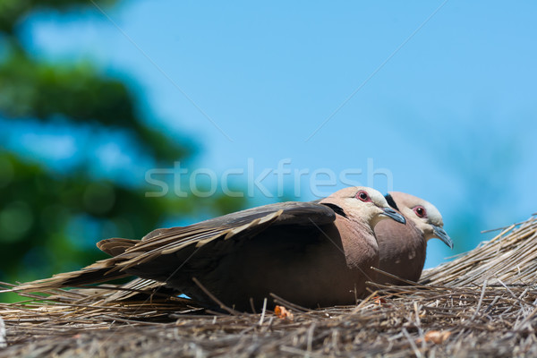 Two Red-eyed Doves on thatched roof Stock photo © davemontreuil