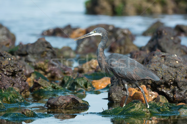 Western Reef Heron (Egretta gularis) wading through tidal pools Stock photo © davemontreuil