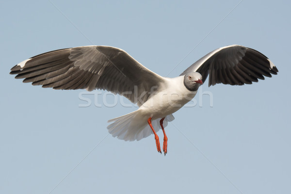 Grey-Headed Gull floating on the wind Stock photo © davemontreuil