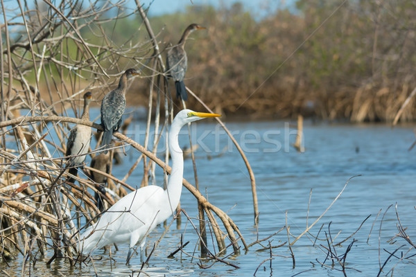 Great White Egret with perched Long-Tailed Cormorants in mangrov Stock photo © davemontreuil