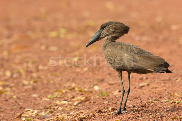 A Hamerkop (Scopus umbretta) standing on a clay road Stock photo © davemontreuil