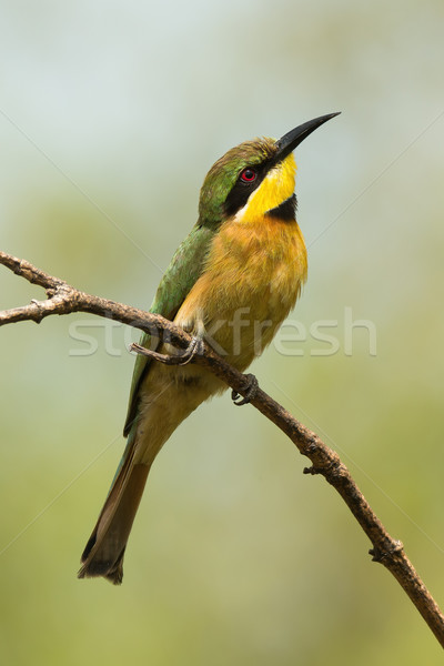 A Little-Bee Eater (Merops pusillus) searching the skies Stock photo © davemontreuil