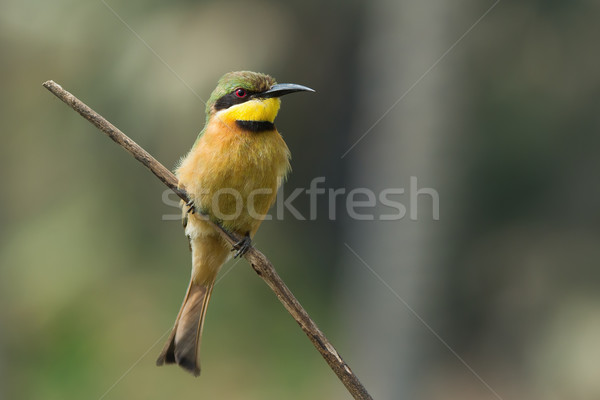 A Little-Bee Eater (Merops pusillus) perched on a stick Stock photo © davemontreuil