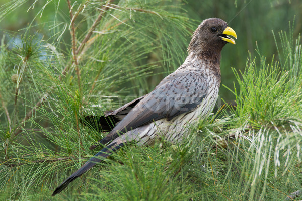 Western Grey Plantain-Eater Stock photo © davemontreuil