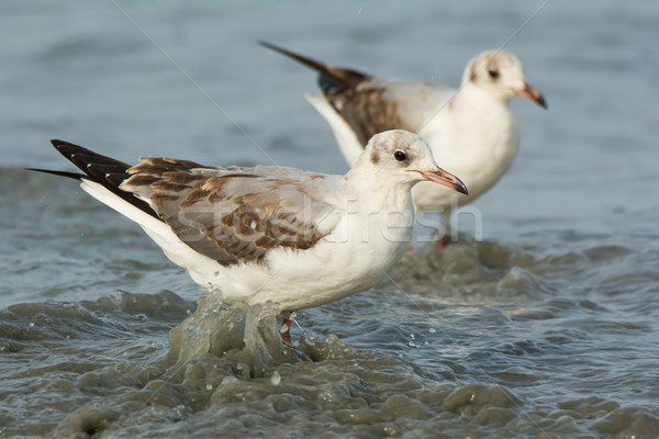 Slender-Billed Gulls in surf Stock photo © davemontreuil