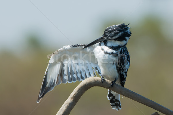 Pied Kingfisher preening his wing Stock photo © davemontreuil