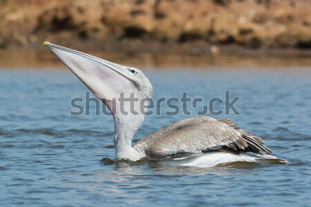 Pink-backed Pelican swallowing and a lucky little fish Stock photo © davemontreuil