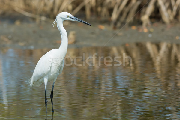 A white Western Reef Heron (Egretta gularis) standing in the man Stock photo © davemontreuil