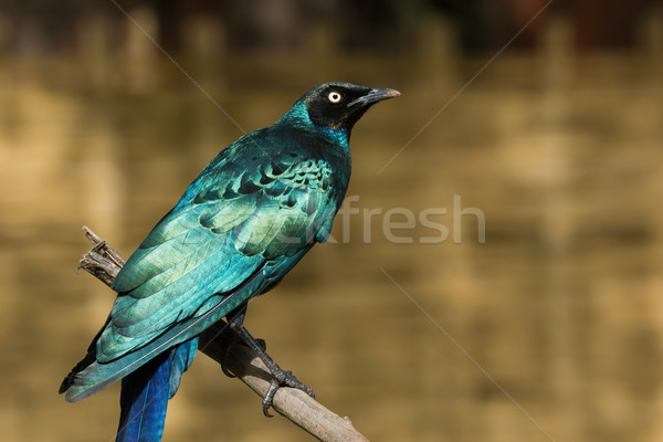A Long-Tailed Starling (Lamprotornis chalcurus) perched on a bra Stock photo © davemontreuil