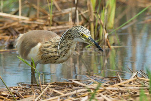 Squacco Heron (Ardeola ralloides) stalking an insect Stock photo © davemontreuil