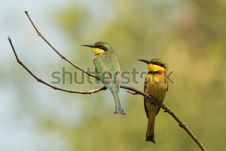 A Little-Bee Eater (Merops pusillus) with ruffled feathers Stock photo © davemontreuil