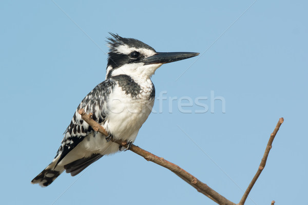Pied Kingfisher (Ceryle rudis) perched on a branch Stock photo © davemontreuil