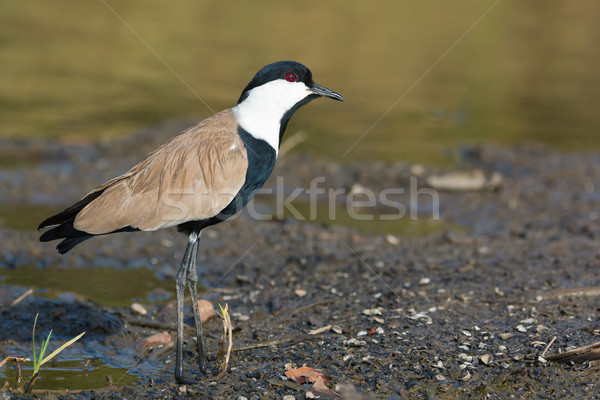 Spur-Winged Plover (Vanellus Spinosus) cocking his head Stock photo © davemontreuil