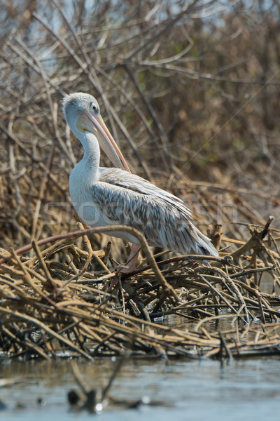 Pink-backed Pelican preening in the mangroves Stock photo © davemontreuil