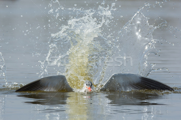 Caspian Tern resurfacing after impressive impact Stock photo © davemontreuil