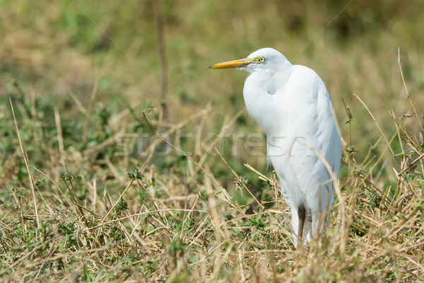 Intermediate Egret standing in dried grasses Stock photo © davemontreuil