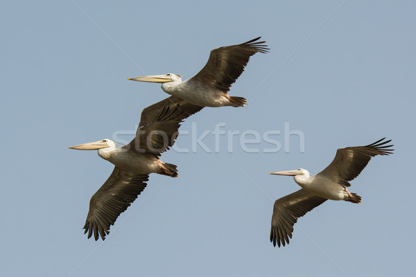 Three Pink-backed Pelicans (Pelecanus rufescens) in flight Stock photo © davemontreuil