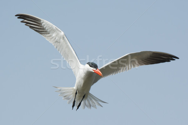 Caspian Tern in flight Stock photo © davemontreuil