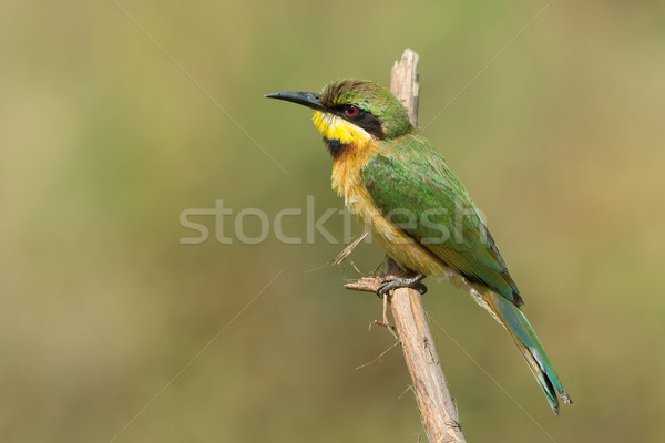 A Little-Bee Eater (Merops pusillus) perched on a stick Stock photo © davemontreuil