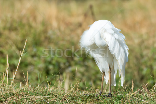 Intermediate Egret preening under its wing Stock photo © davemontreuil