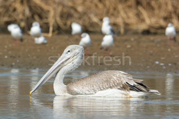 Pink-backed Pelican floating passed grey-headed gulls Stock photo © davemontreuil