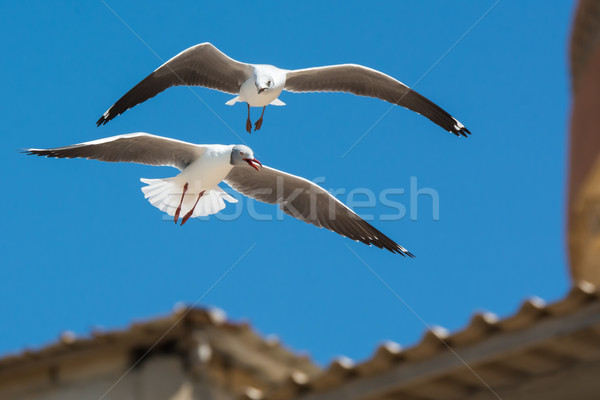 Young Grey-Headed Gull following an adult in flight Stock photo © davemontreuil