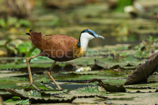Stock photo: African Jacana standing on lily pads