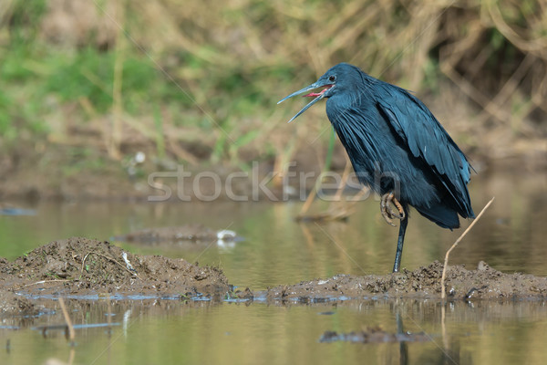 Black Egret panting with its tongue out Stock photo © davemontreuil