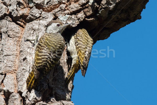 Female Cardinal Woodpecker (Dendropicos fuscescens) looks on whi Stock photo © davemontreuil