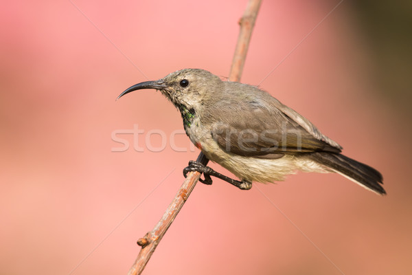 Foto stock: Juvenil · masculina · colgante · África · jóvenes