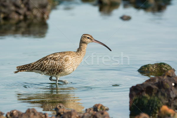 Whimbrel in a tidal pool Stock photo © davemontreuil