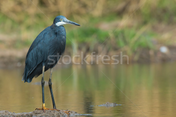 Western Reef Heron standing on small island in a pond Stock photo © davemontreuil